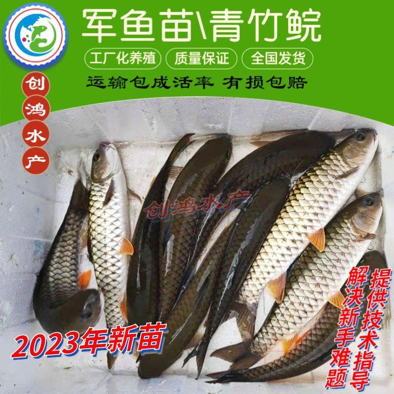 【2023新苗】青竹鲩鱼苗军鱼苗光倒刺鲃淡水养殖