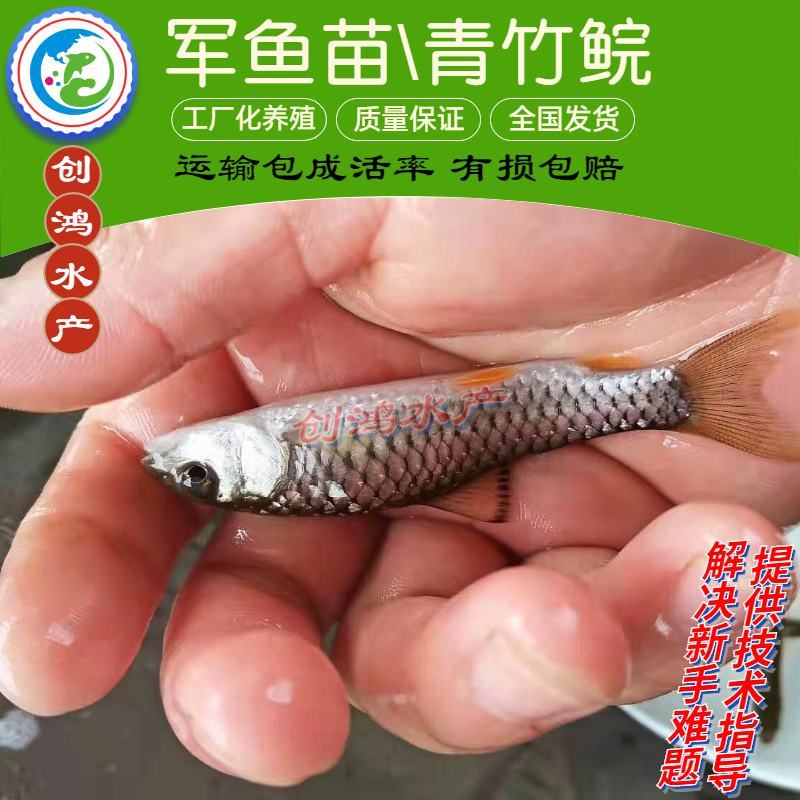 【2023新苗】青竹鲩鱼苗军鱼苗光倒刺鲃淡水养殖