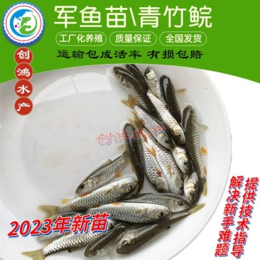 【2023新苗】优质青竹鲩鱼苗光倒刺鲃鱼苗军鱼苗