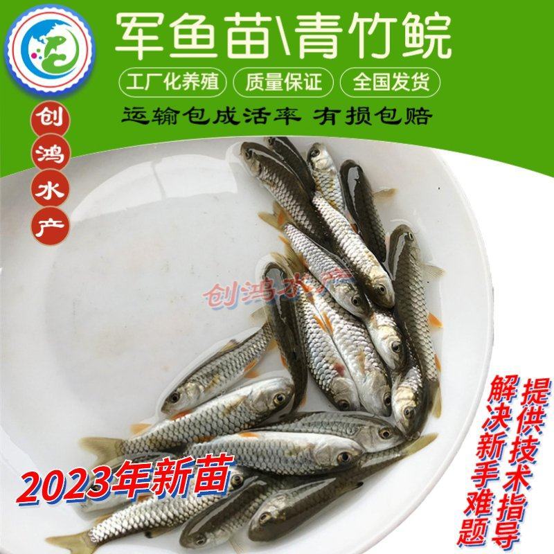 【2023新苗】优质青竹鲩鱼苗光倒刺鲃鱼苗军鱼苗