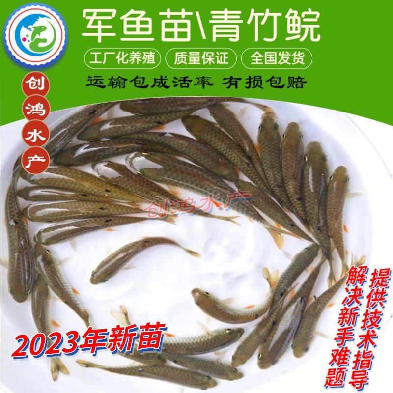 【2023新苗】特价批发青竹鲩鱼苗光倒刺鲃军鱼苗