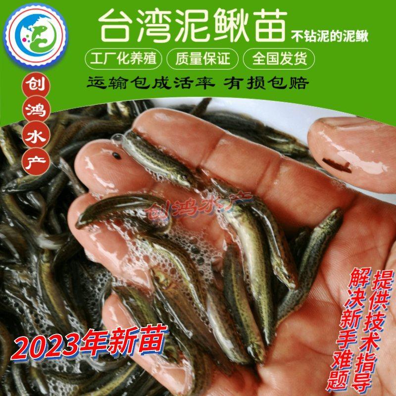 2023新苗台湾泥鳅苗泥鳅鱼苗泥鳅水花不钻泥的泥鳅