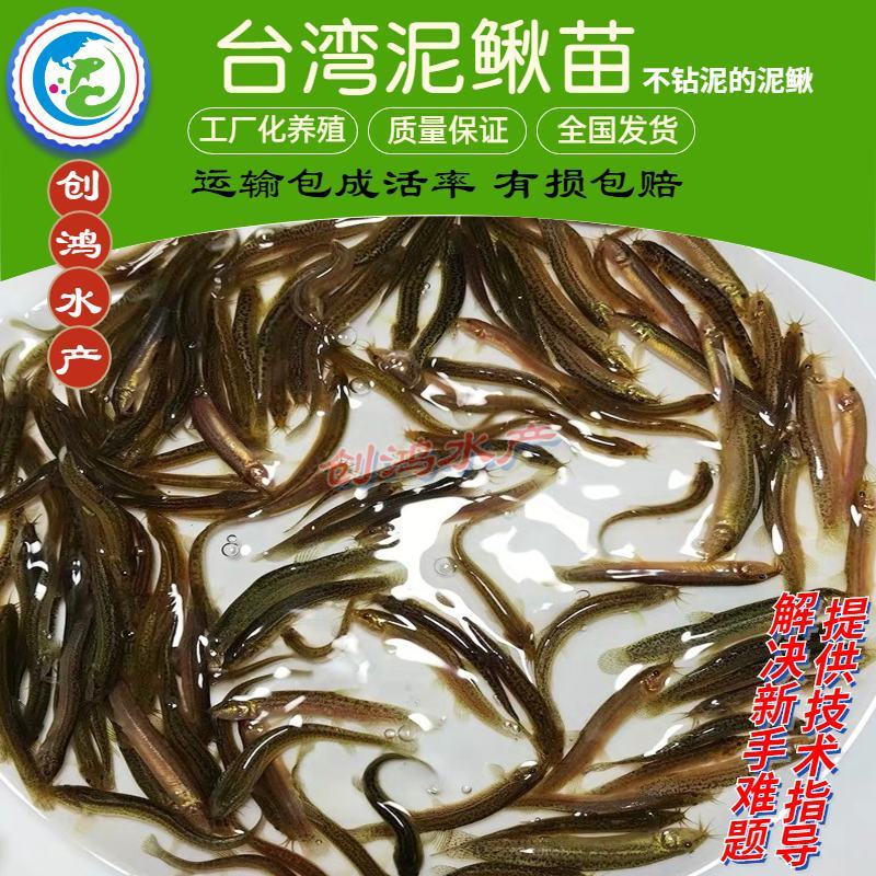 2023新苗台湾泥鳅苗泥鳅鱼苗泥鳅水花不钻泥的泥鳅