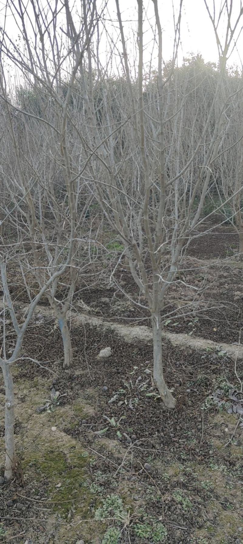 石榴树石榴树苗质量保证价格低规格齐全水果苗欢迎咨询