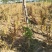 五角枫山农大教授指导种植