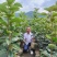 太秋甜柿苗/大秋甜柿苗，雪峰山8号野生柿子粘木嫁接培育