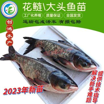 【2023新苗】鳙鱼苗大头鱼苗花鲢鱼苗四大家鱼出售