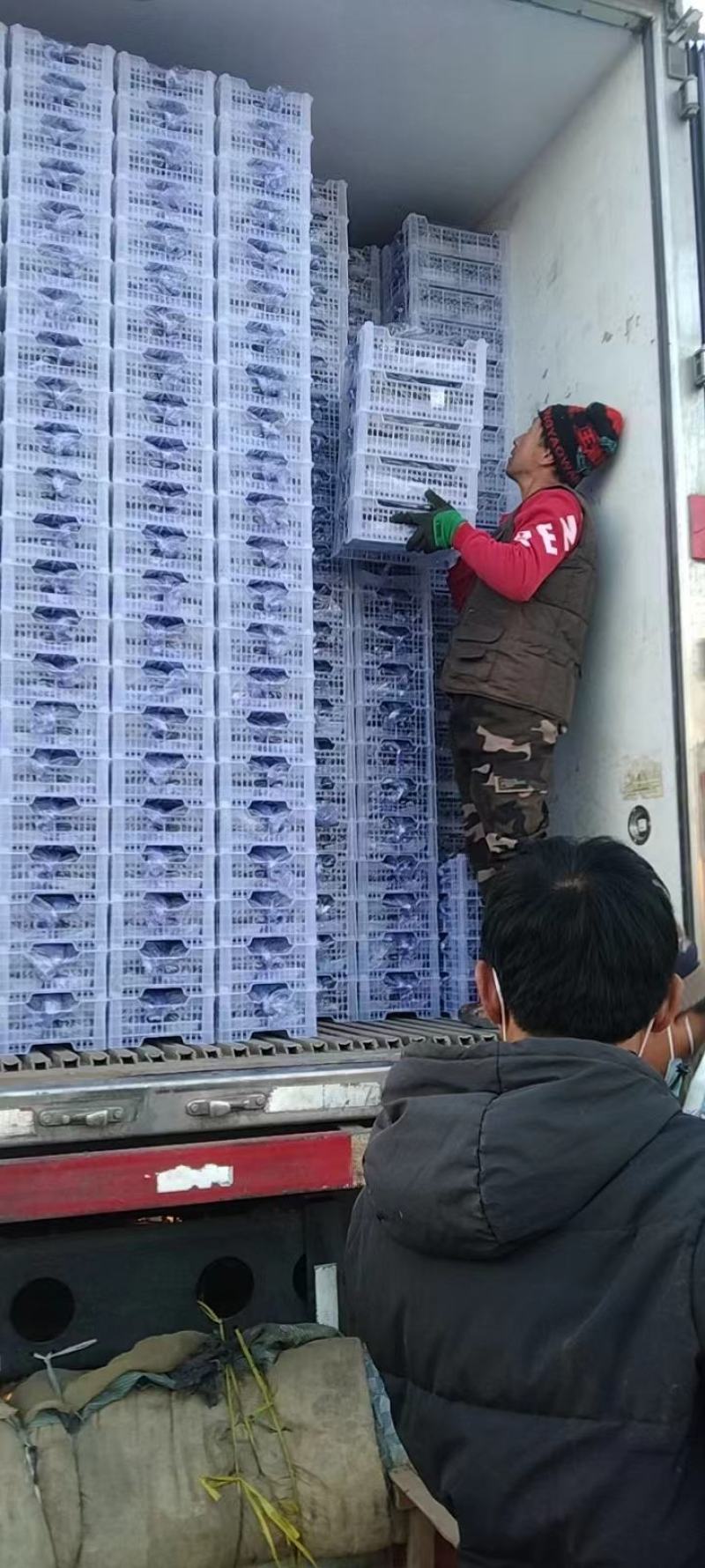 5斤百盒精品巨峰葡萄