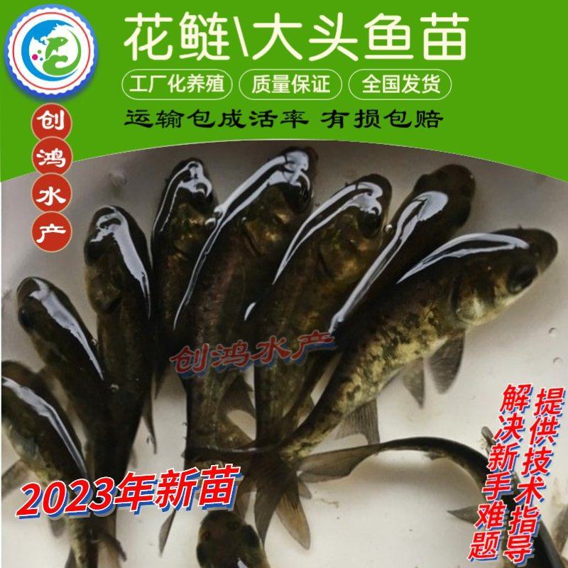 【2023新苗】鳙鱼苗大头鱼苗花鲢鱼苗花鲢水花出售