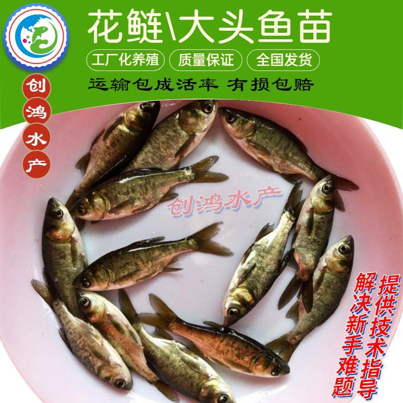【2023新苗】鳙鱼苗大头鱼苗花鲢鱼苗花鲢水花出售