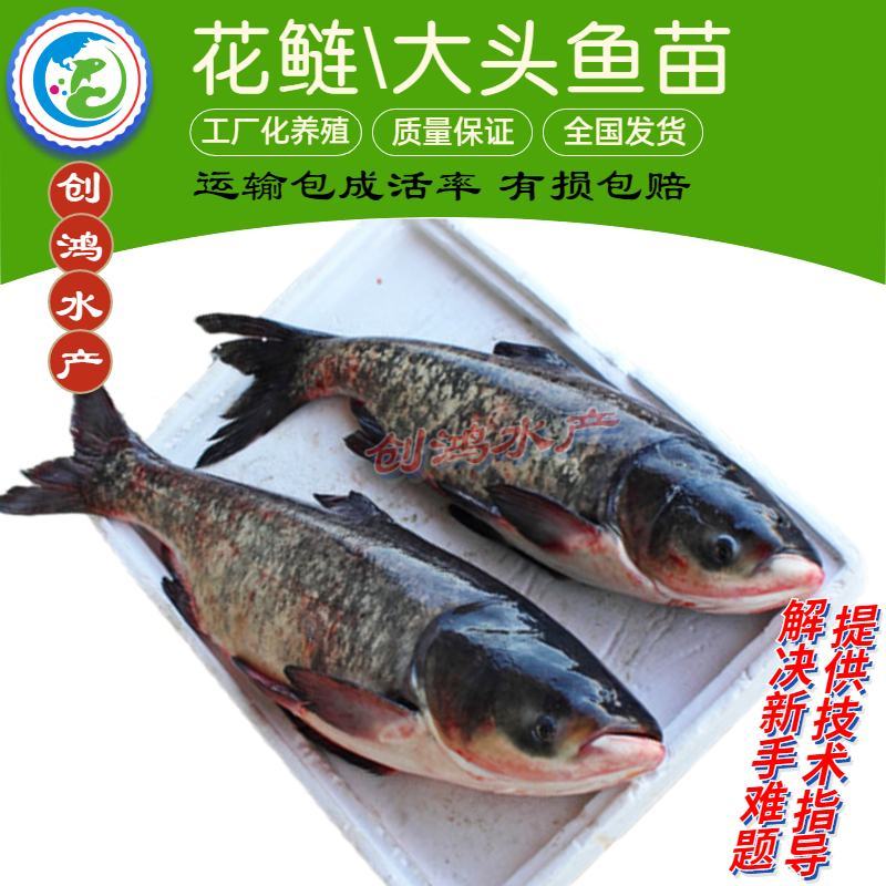 【2023新苗】鳙鱼苗大头鱼苗花鲢鱼苗花鲢水花出售