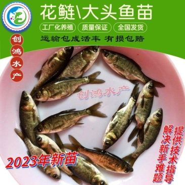 【2023新苗】鳙鱼苗大头鱼苗花鲢鱼苗花鲢水花出售