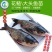 【2023新苗】鳙鱼苗大头鱼苗花鲢鱼苗花鲢水花出售