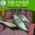 【2023新苗】鳙鱼苗大头鱼苗花鲢鱼苗花鲢水花出售