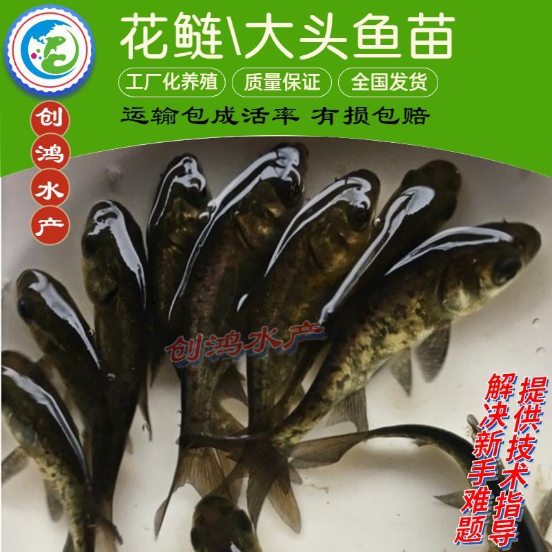 【2023新苗】鳙鱼苗大头鱼苗花鲢鱼苗花鲢水花出售