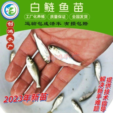 【2023新苗】白鲢鱼苗鳊鱼苗白鲢水花供应各种淡水鱼苗