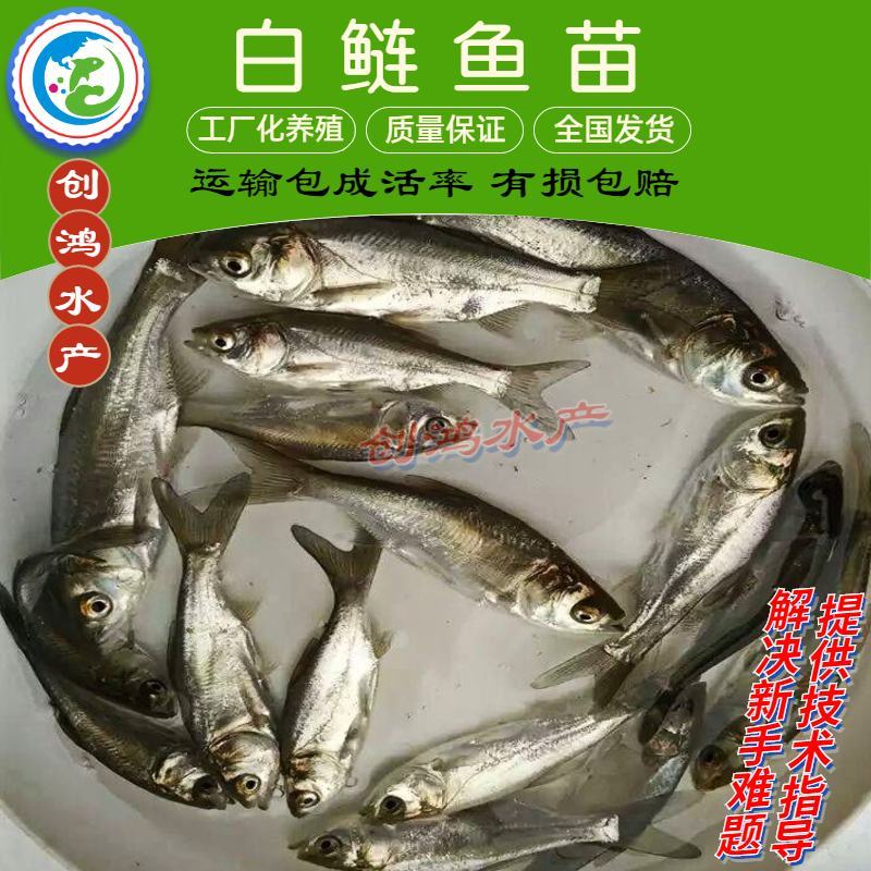 【2023新苗】白鲢鱼苗鳊鱼苗白鲢水花供应各种淡水鱼苗
