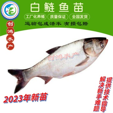 2023新苗白鲢鱼苗鳊鱼苗四大家鱼出售各种淡水鱼苗