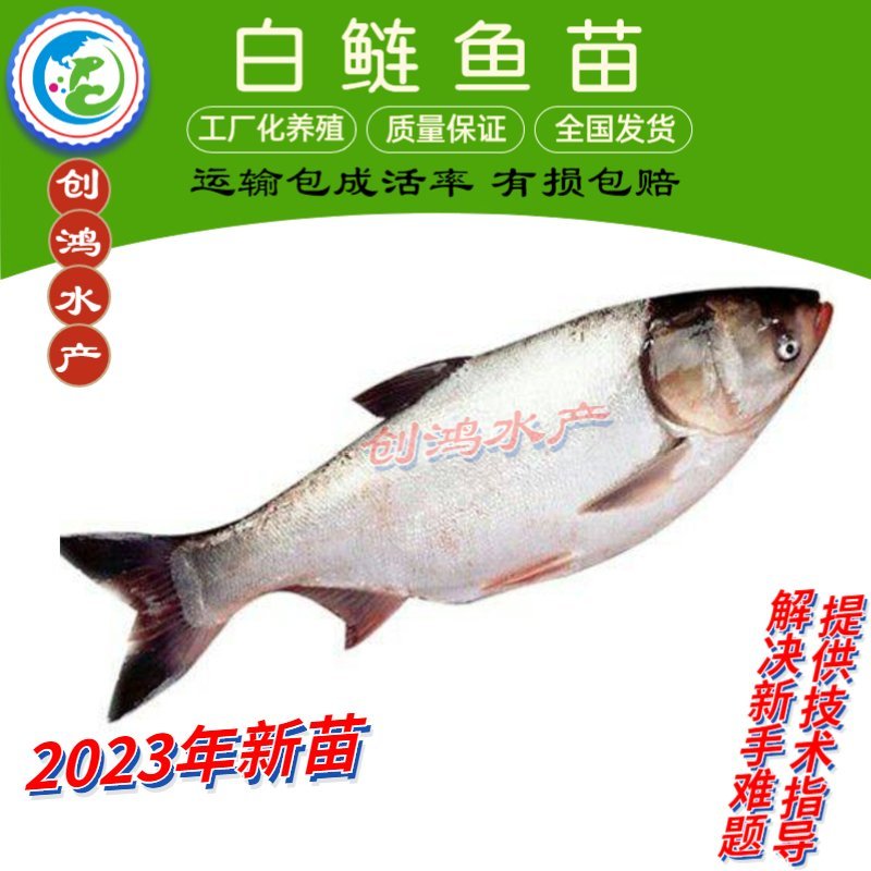2023新苗白鲢鱼苗鳊鱼苗四大家鱼出售各种淡水鱼苗