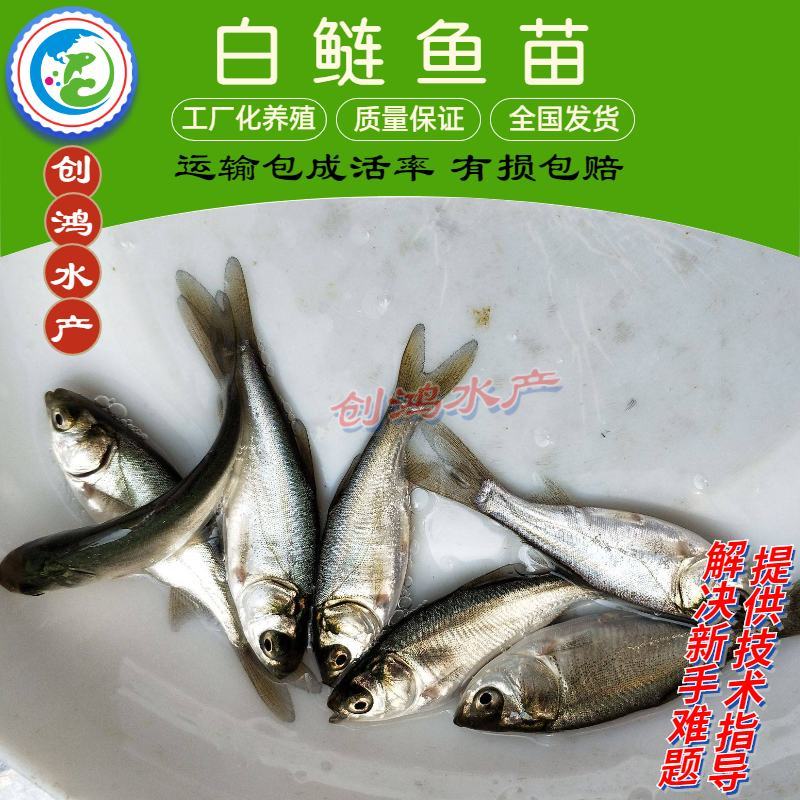 2023新苗白鲢鱼苗鳊鱼苗四大家鱼出售各种淡水鱼苗