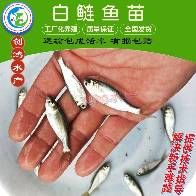 【2023新苗】白鲢鱼苗鳊鱼苗白鲢水花供应各种淡水鱼苗
