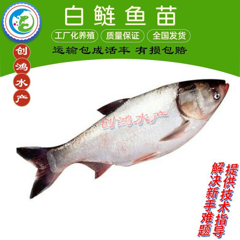 【2023新苗】白鲢鱼苗鳊鱼苗白鲢水花供应各种淡水鱼苗