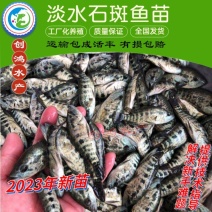 2023新苗淡水珍珠石斑鱼苗龙胆石斑鱼苗老鼠斑鱼苗