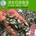 2023新苗淡水珍珠石斑鱼苗龙胆石斑鱼苗老鼠斑鱼苗