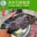 2023新苗淡水珍珠石斑鱼苗龙胆石斑鱼苗老鼠斑鱼苗