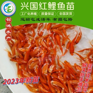 2023新苗兴国红鲤鱼苗日本红鲤鱼苗红鲤鱼苗观赏鱼