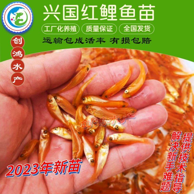 2023新苗红鲤鱼苗兴国红鲤鱼苗金丝红鲤鱼苗观赏鱼