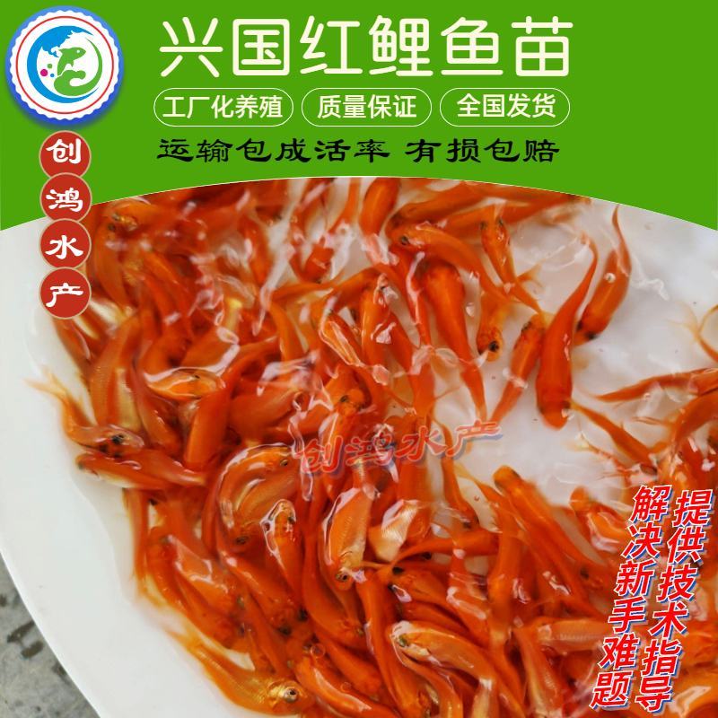 2023新苗红鲤鱼苗兴国红鲤鱼苗金丝红鲤鱼苗观赏鱼