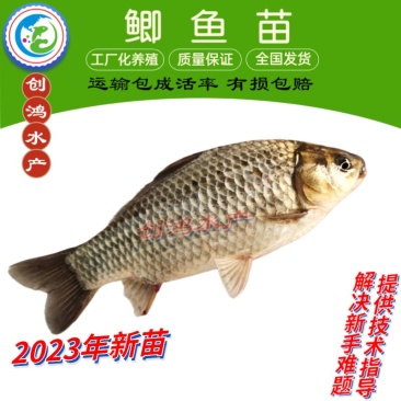 【2023新苗】鲫鱼鱼苗中科三号鲫鱼苗白鲫鱼苗东北鲫