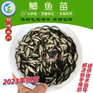 【2023新苗】鲫鱼鱼苗中科五号鲫鱼苗鲫鱼水花供应