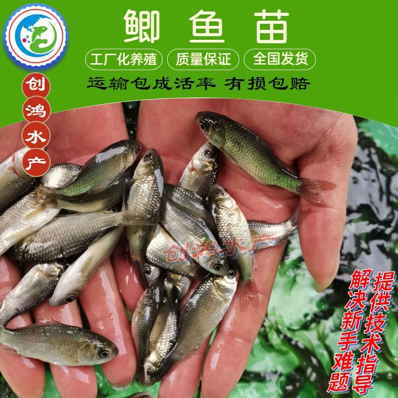 【2023新苗】鲫鱼鱼苗中科五号鲫鱼苗鲫鱼水花供应