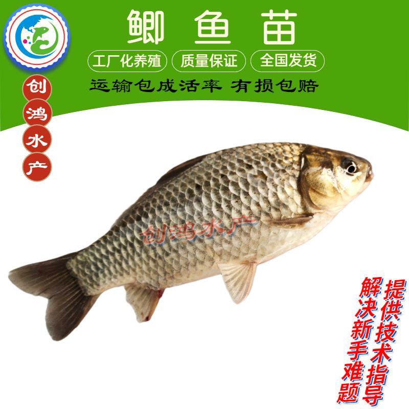 2023新苗鲫鱼鱼苗快大巨鲫鱼苗鲫鱼水花供应