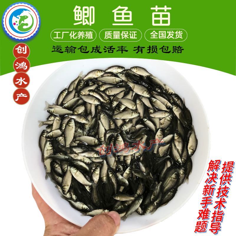 2023新苗鲫鱼鱼苗快大巨鲫鱼苗鲫鱼水花供应