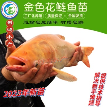 【2023新苗】金鳙鱼苗金花鲢鱼苗金大头鱼苗淡水养殖