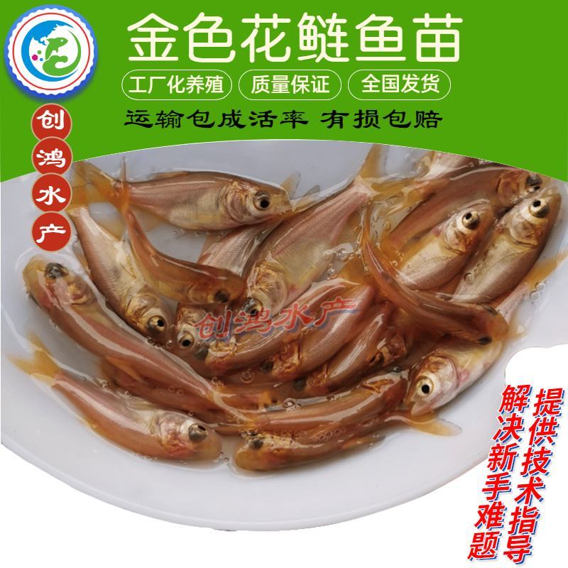 【2023新苗】金鳙鱼苗金花鲢鱼苗金大头鱼苗淡水养殖
