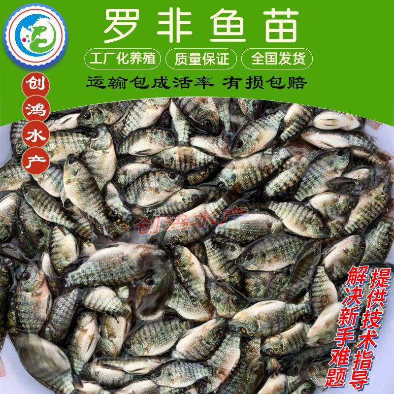2023新苗罗非鱼苗非洲鲫鱼苗福寿鱼苗罗非水花供应