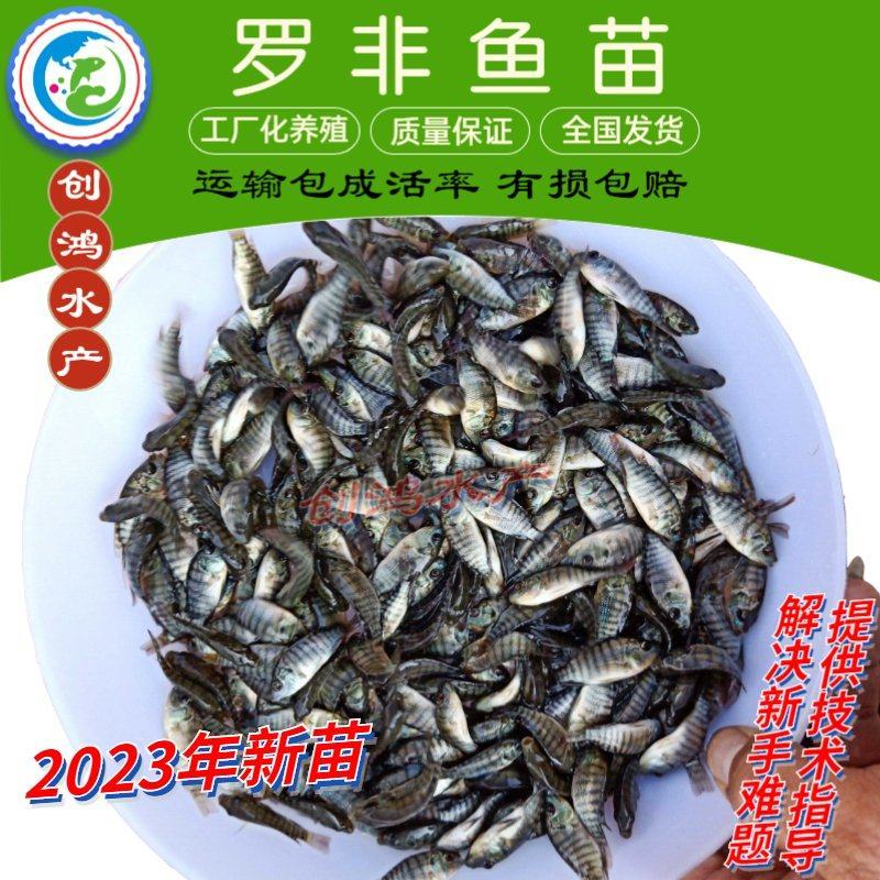 【2023新苗】罗非鱼苗高雄性罗非鱼苗新吉富罗非鱼苗