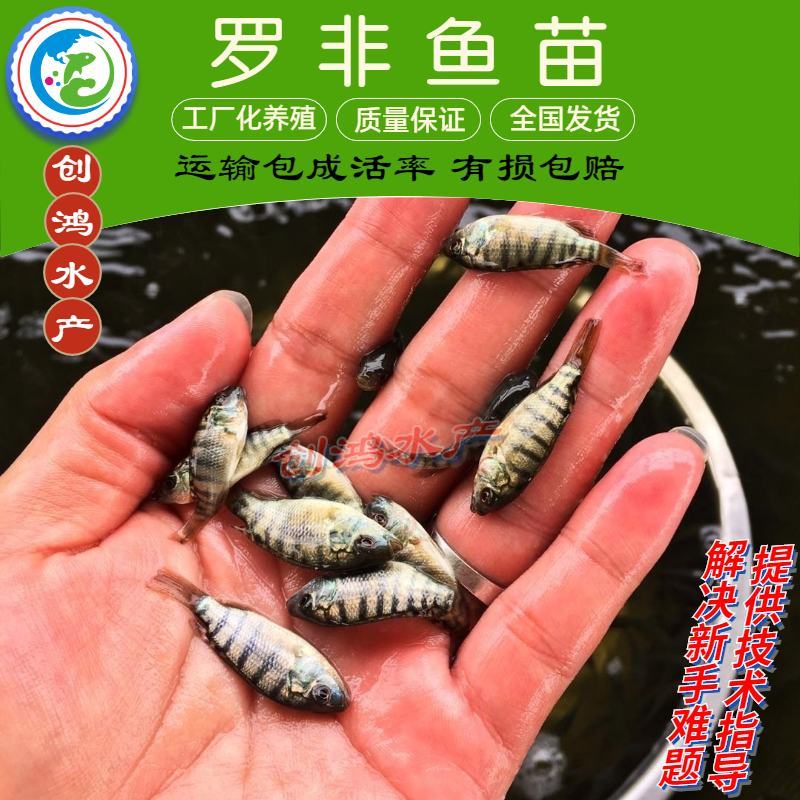 【2023新苗】罗非鱼苗高雄性罗非鱼苗新吉富罗非鱼苗