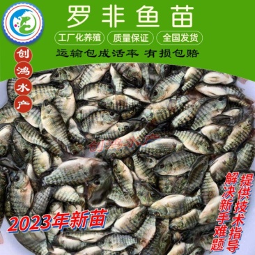 2023新苗高产快大罗非鱼苗高雄性罗非鱼苗罗非水花供应