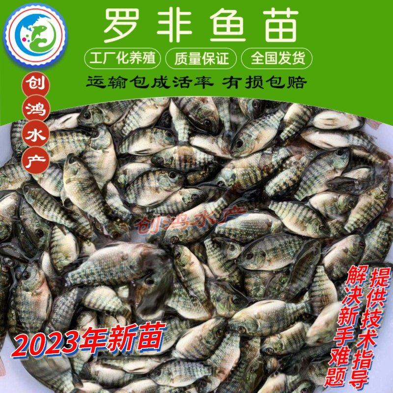 2023新苗高产快大罗非鱼苗高雄性罗非鱼苗罗非水花供应