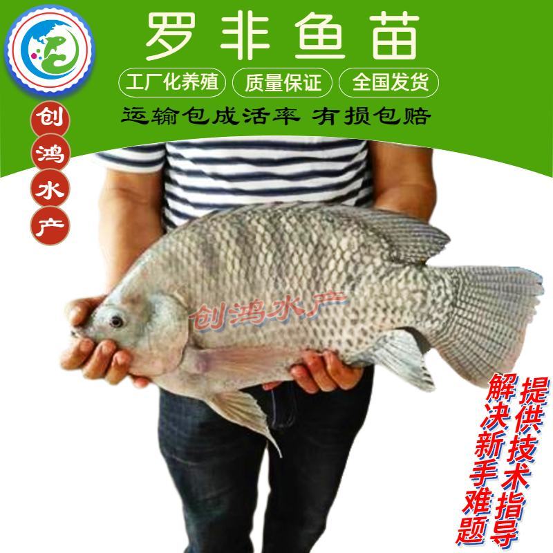2023新苗高产快大罗非鱼苗高雄性罗非鱼苗罗非水花供应