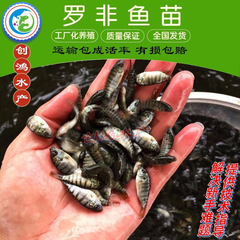 2023新苗高产快大罗非鱼苗高雄性罗非鱼苗罗非水花供应