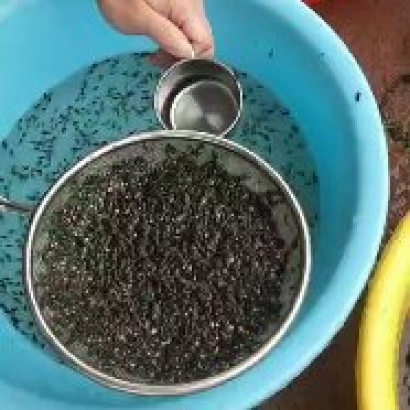 黑斑蛙青蛙蝌蚪种苗青蛙牙签苗至圆头苗大量供应价格便宜