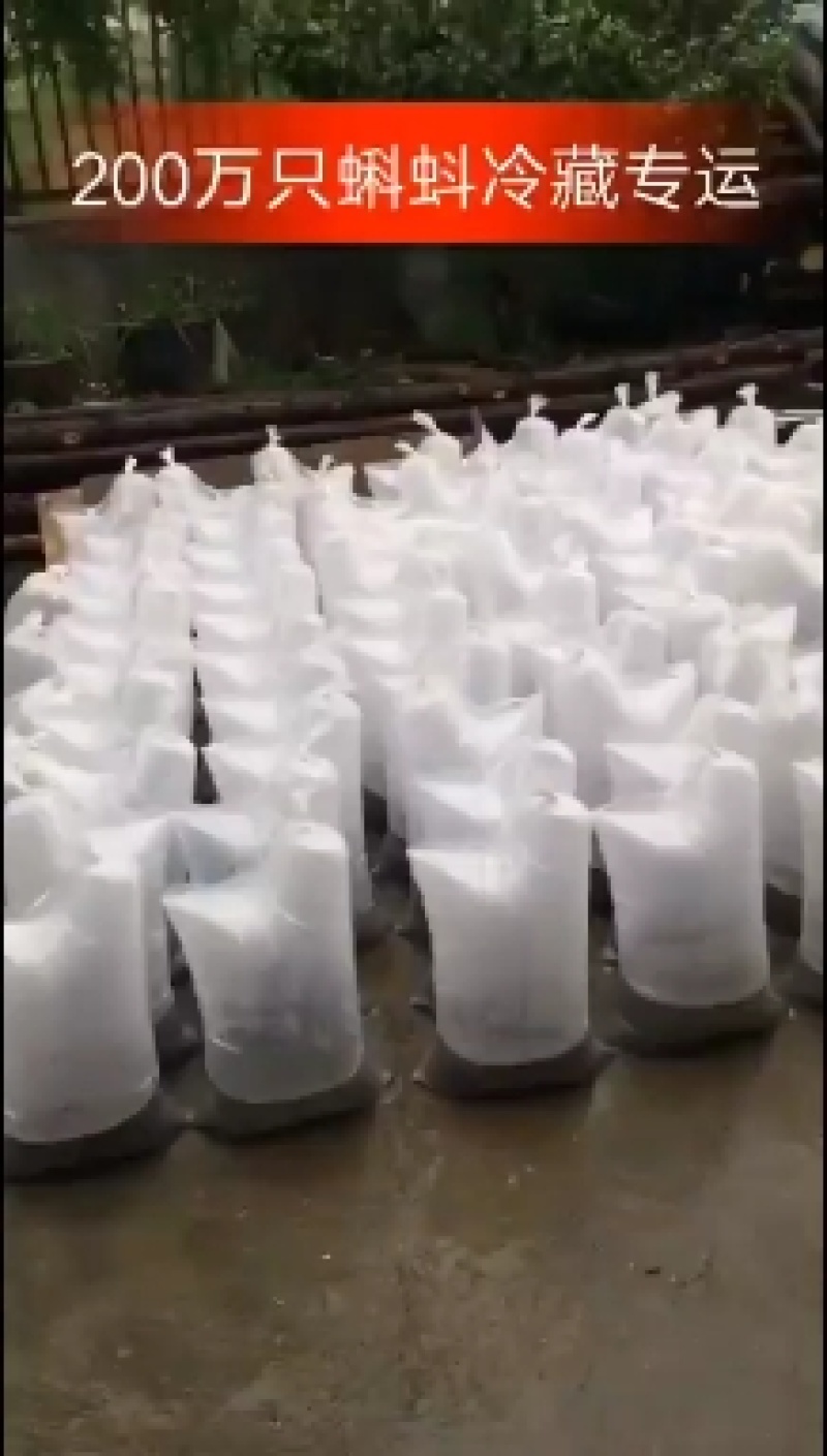 黑斑蛙青蛙蝌蚪种苗青蛙牙签苗至圆头苗大量供应价格便宜
