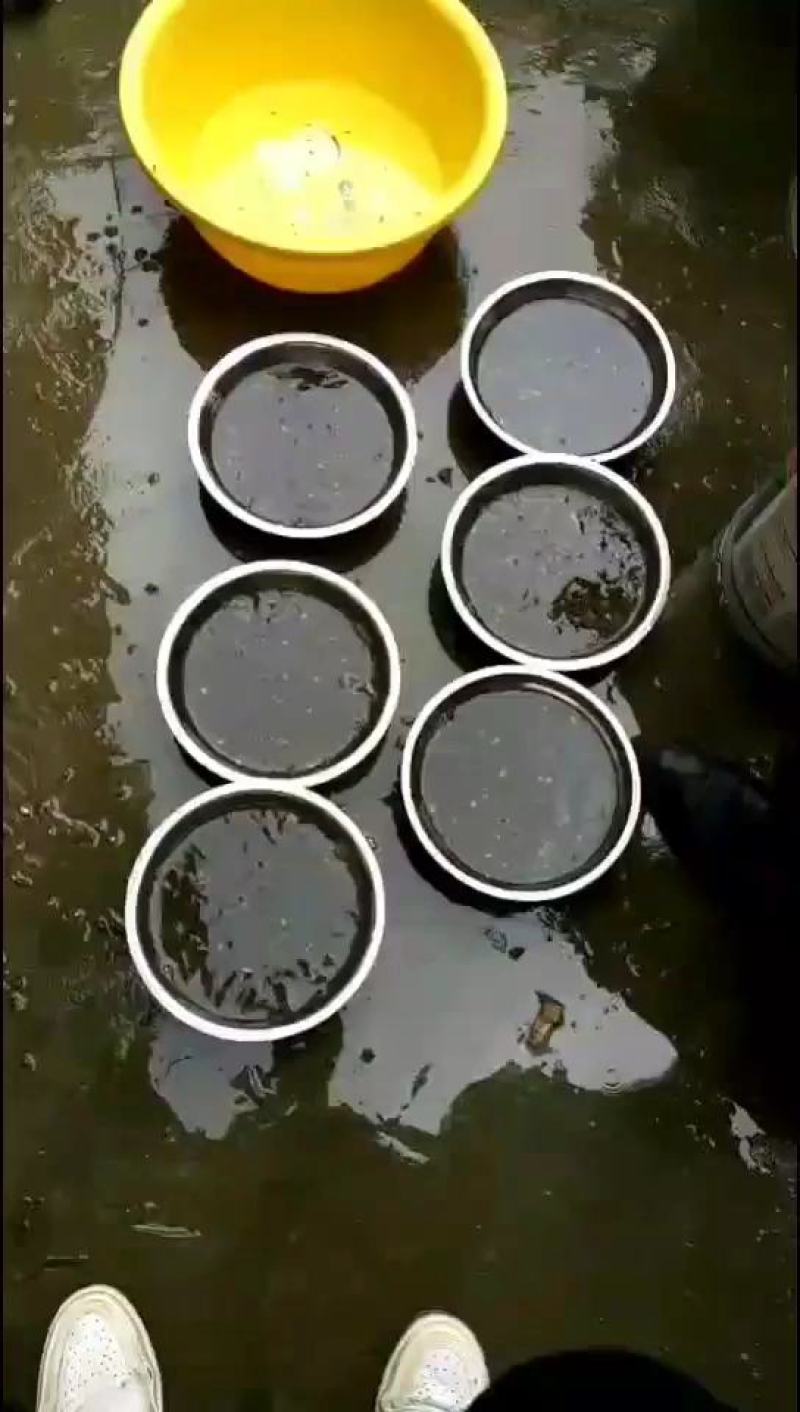 黑斑蛙青蛙蝌蚪种苗青蛙牙签苗至圆头苗大量供应价格便宜