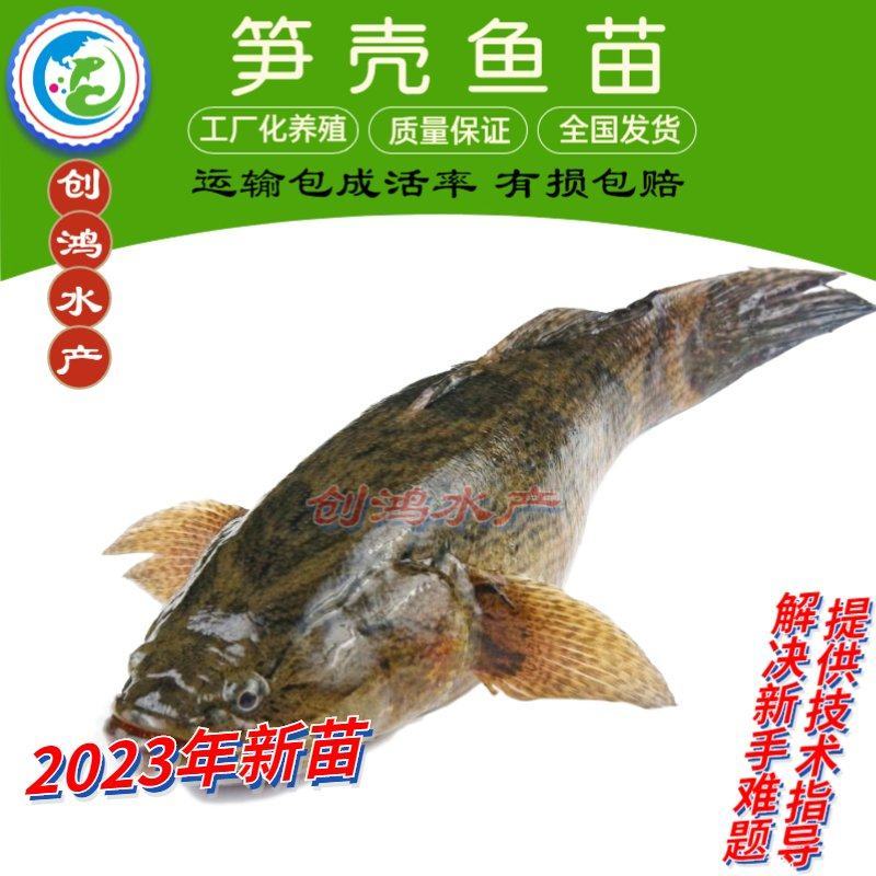 【2023新苗】泰国笋壳鱼苗云斑尖塘鳢淡水养殖